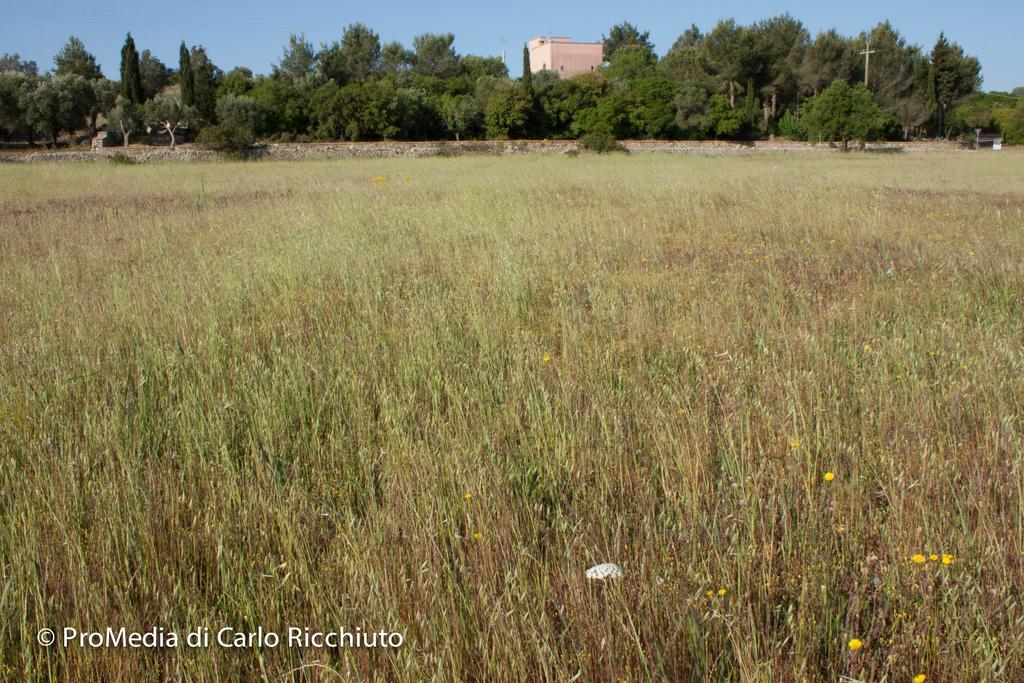 Masseria Moresano Bed & Breakfast Ugento Exterior foto